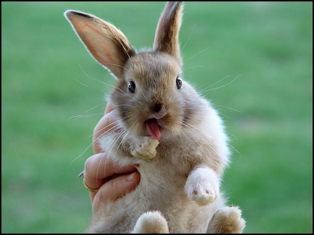 Hand holding baby bunny